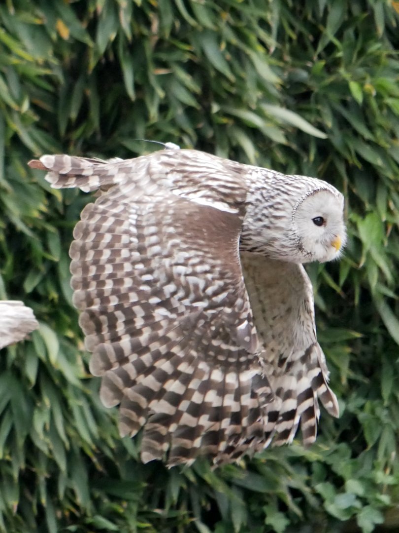 Ural owl (Strix uralensis)