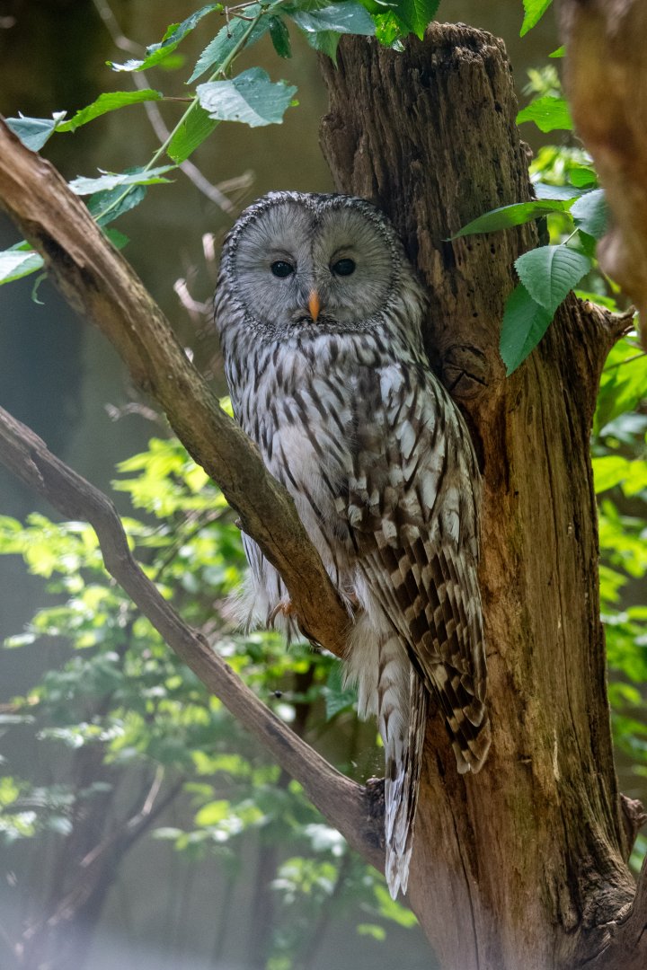 Ural Owl (Strix uralensis ???)