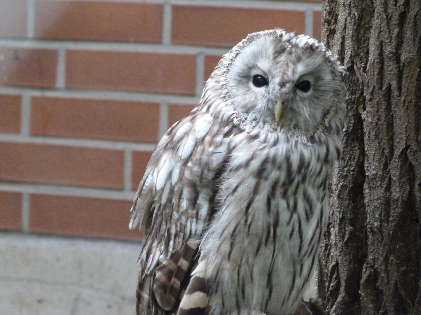 Ural owl -Tierpark Berlin (2024)