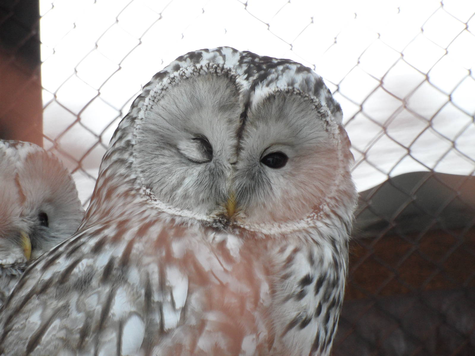 Ural owl - winking
