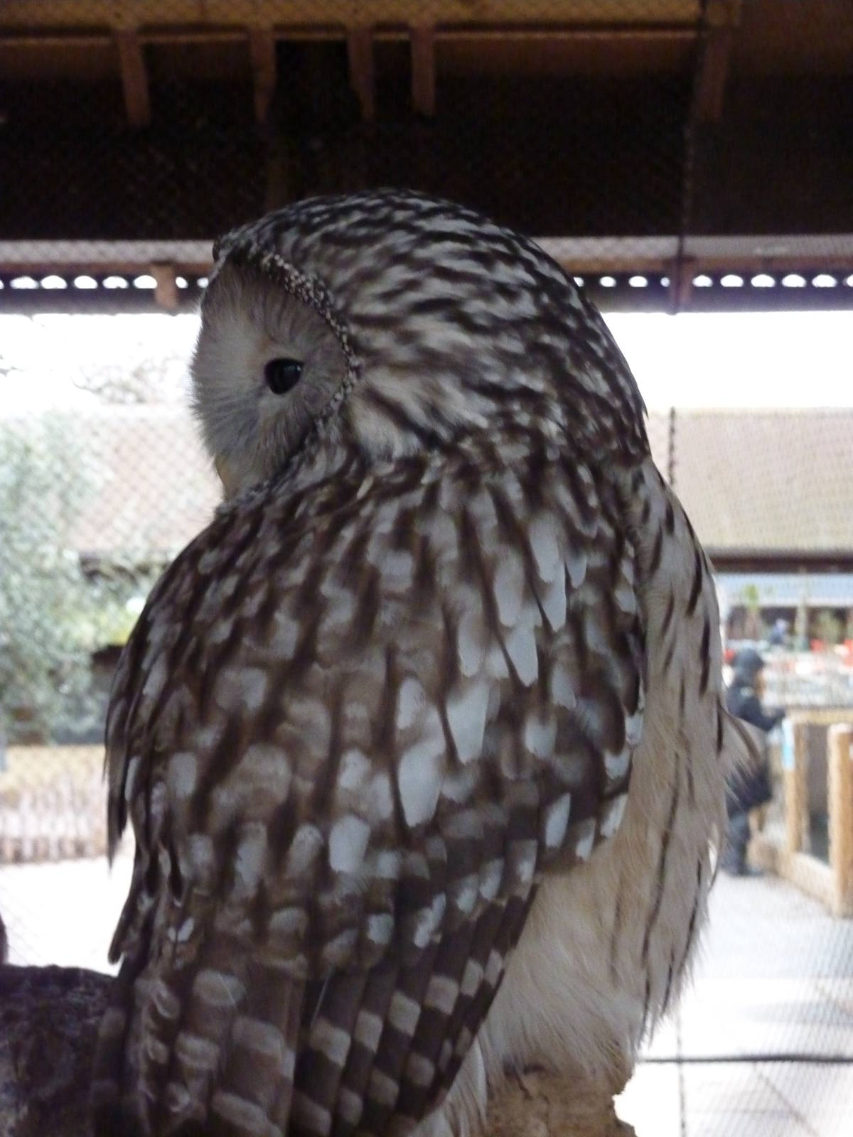 Ural Owl