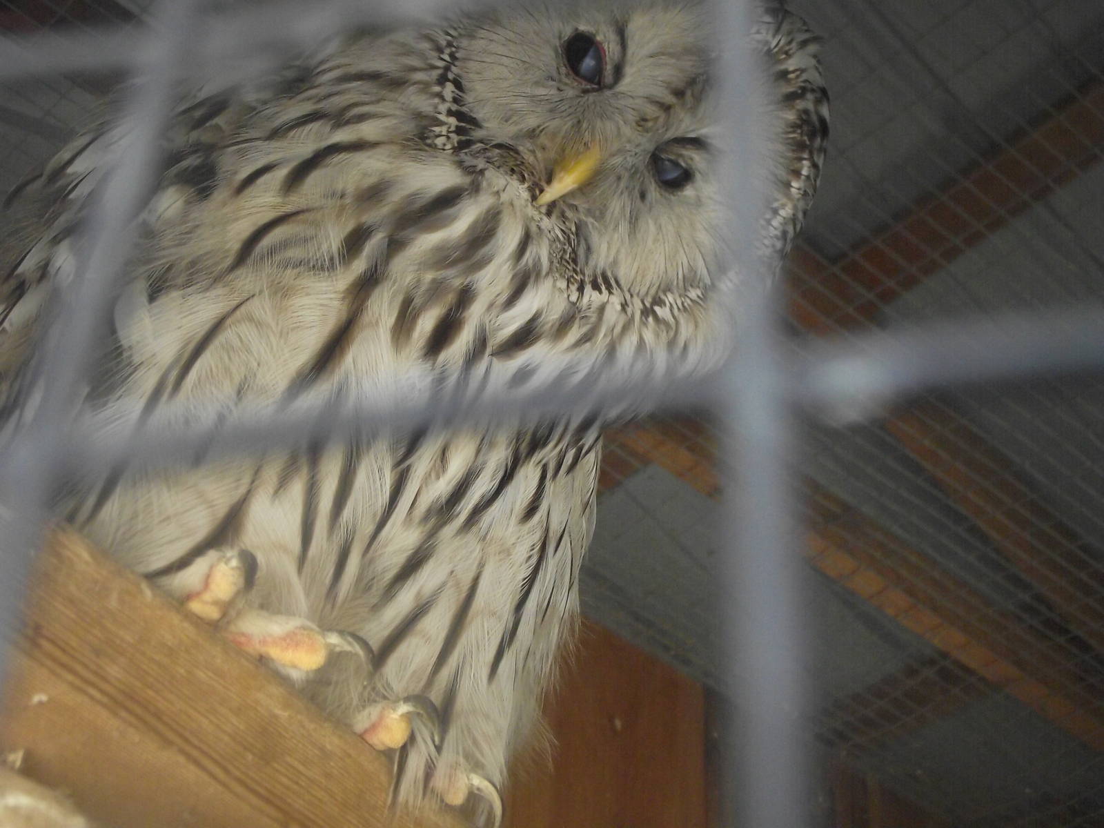 Ural Owl