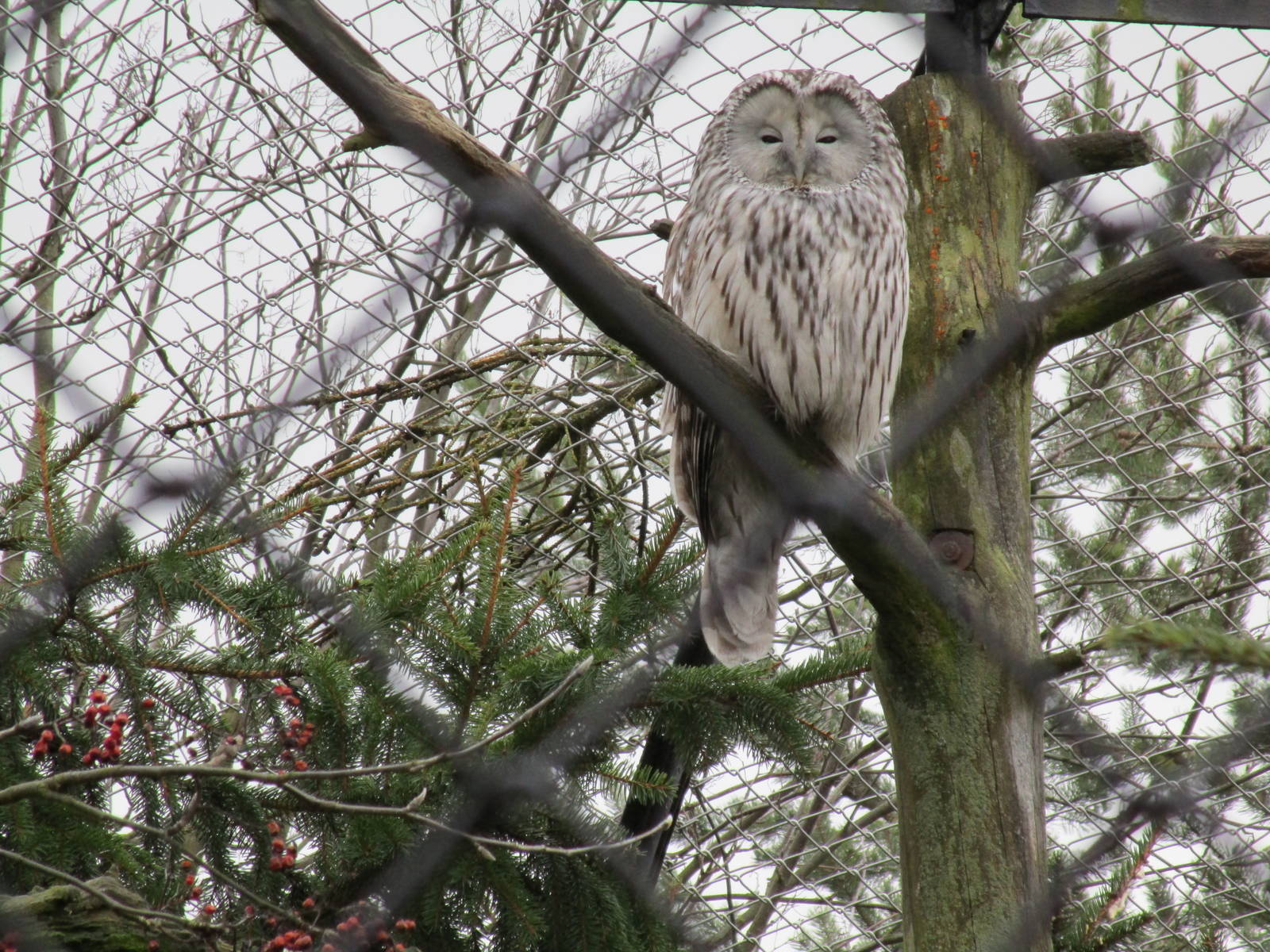 Ural Owl