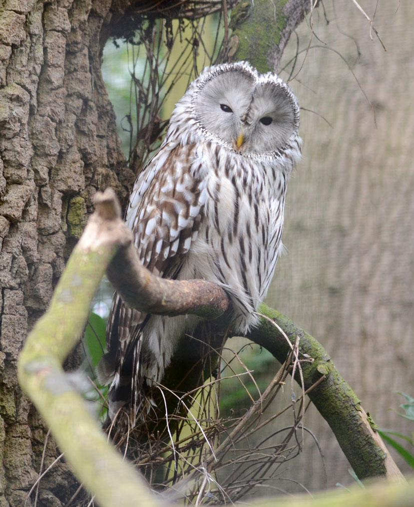 Ural Owl