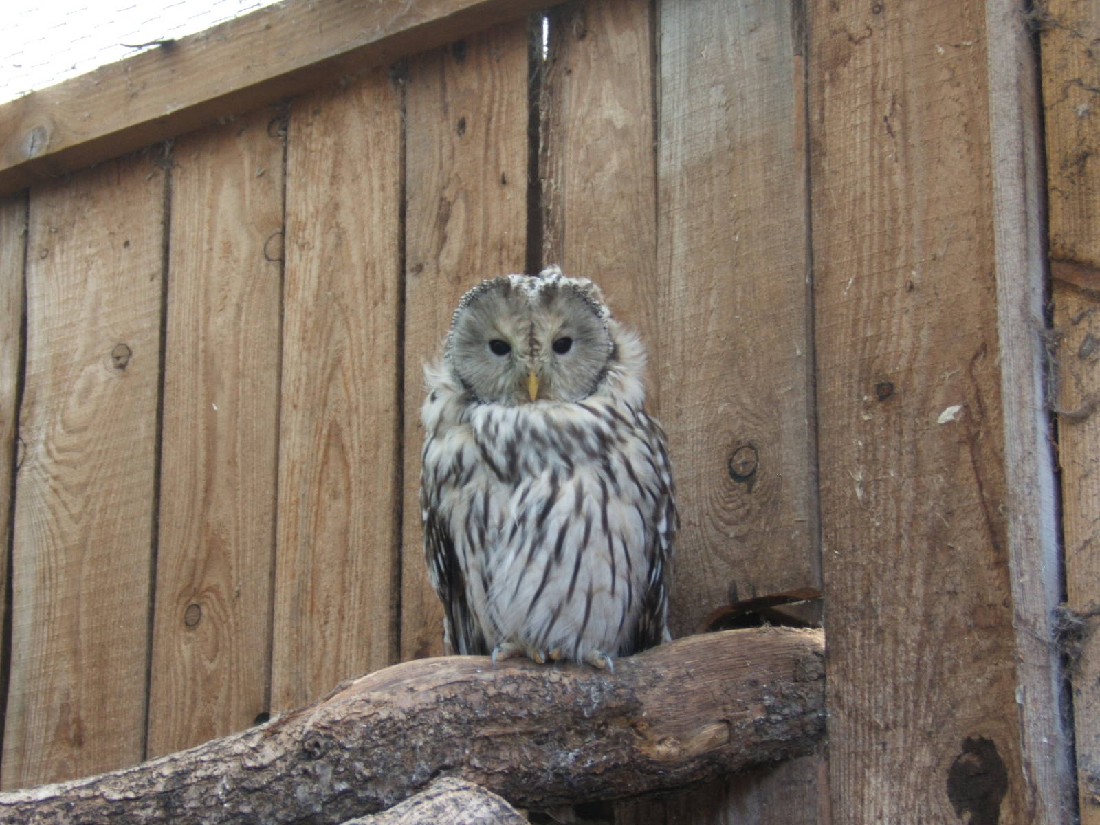 Ural owl