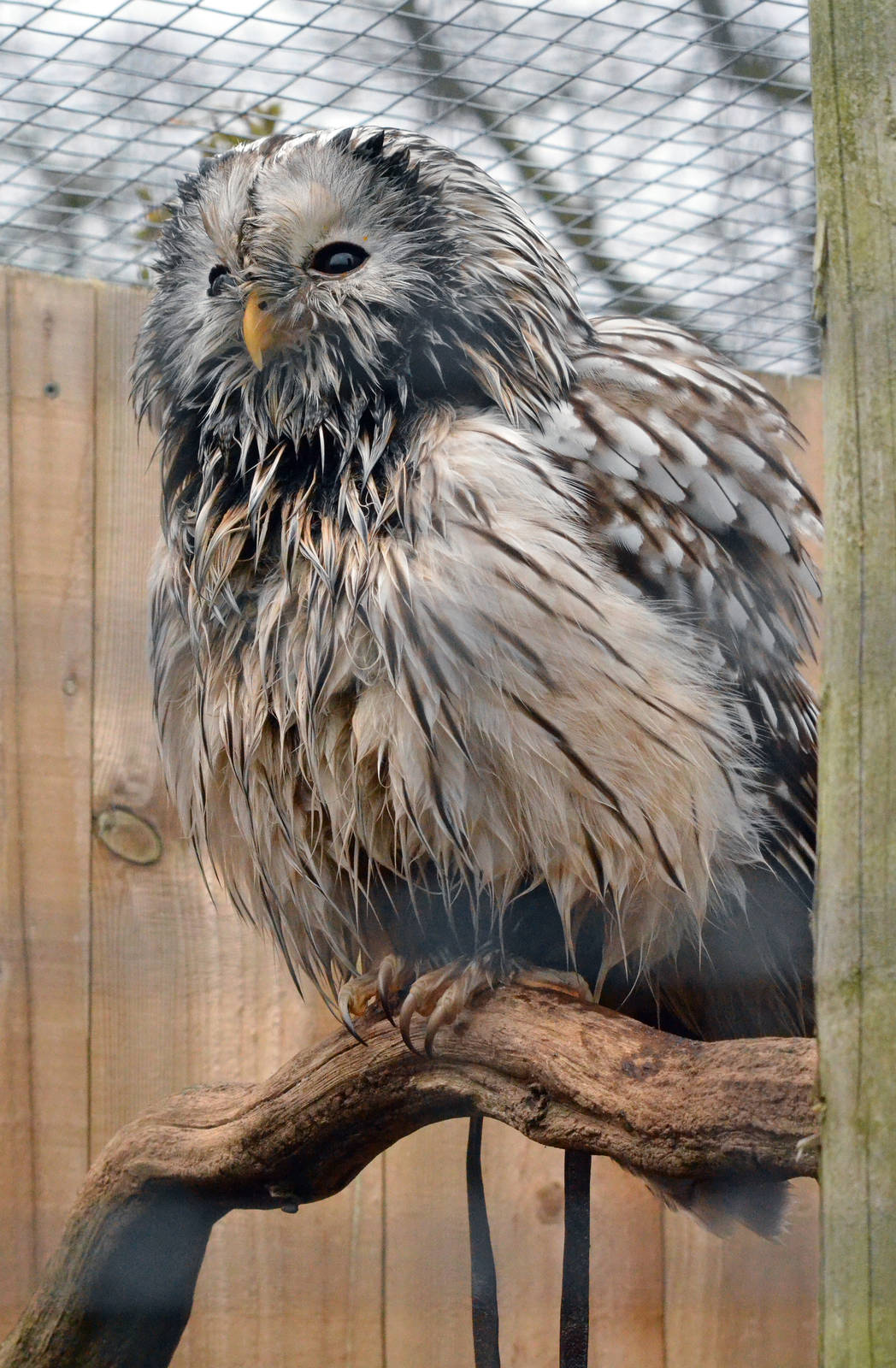 Ural owl
