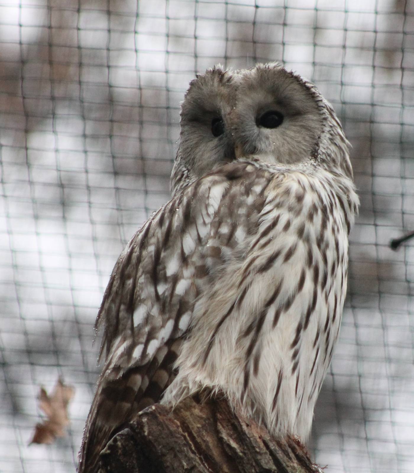 Ural owl