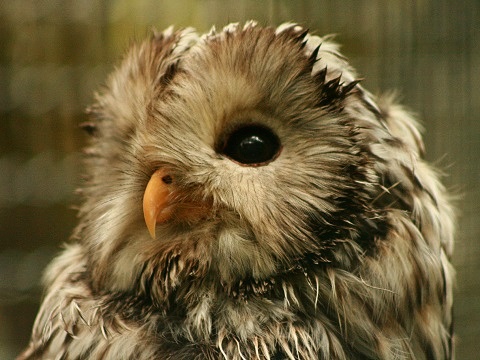 Ural Owl