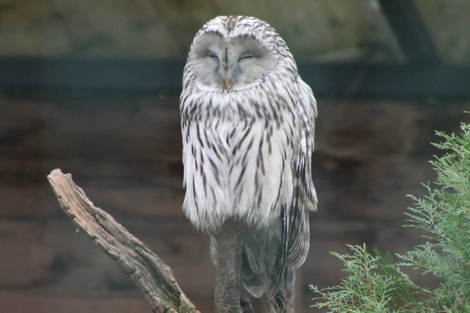 Ural owl
