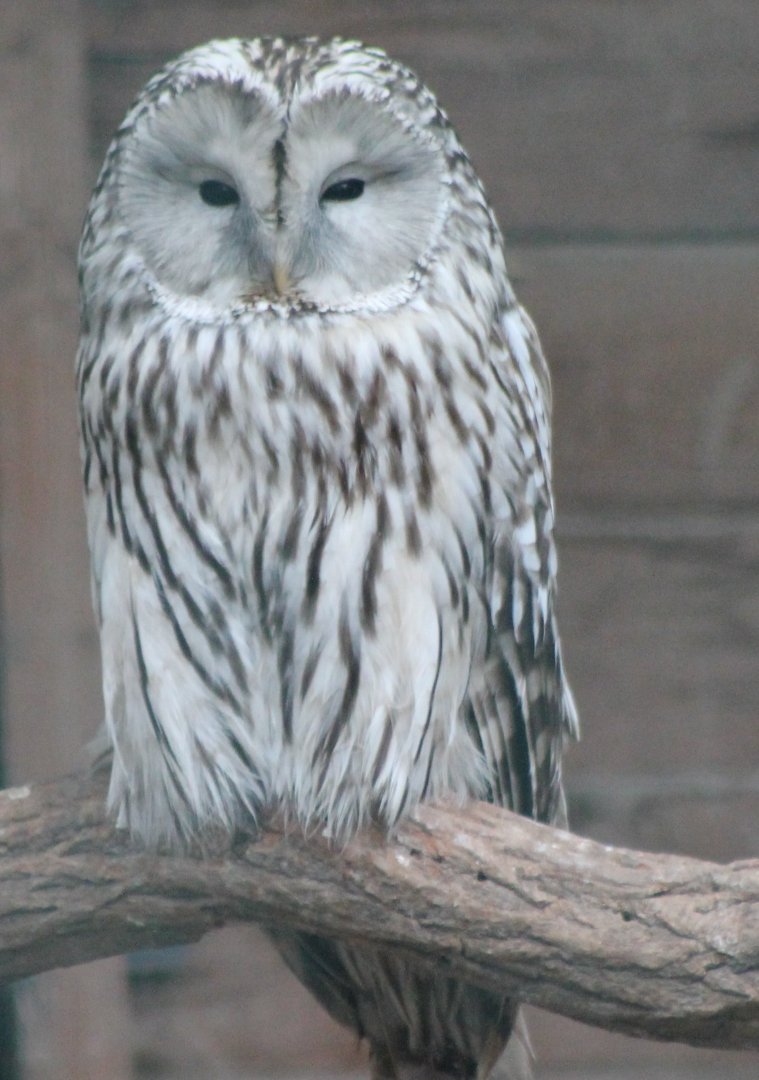 Ural owl