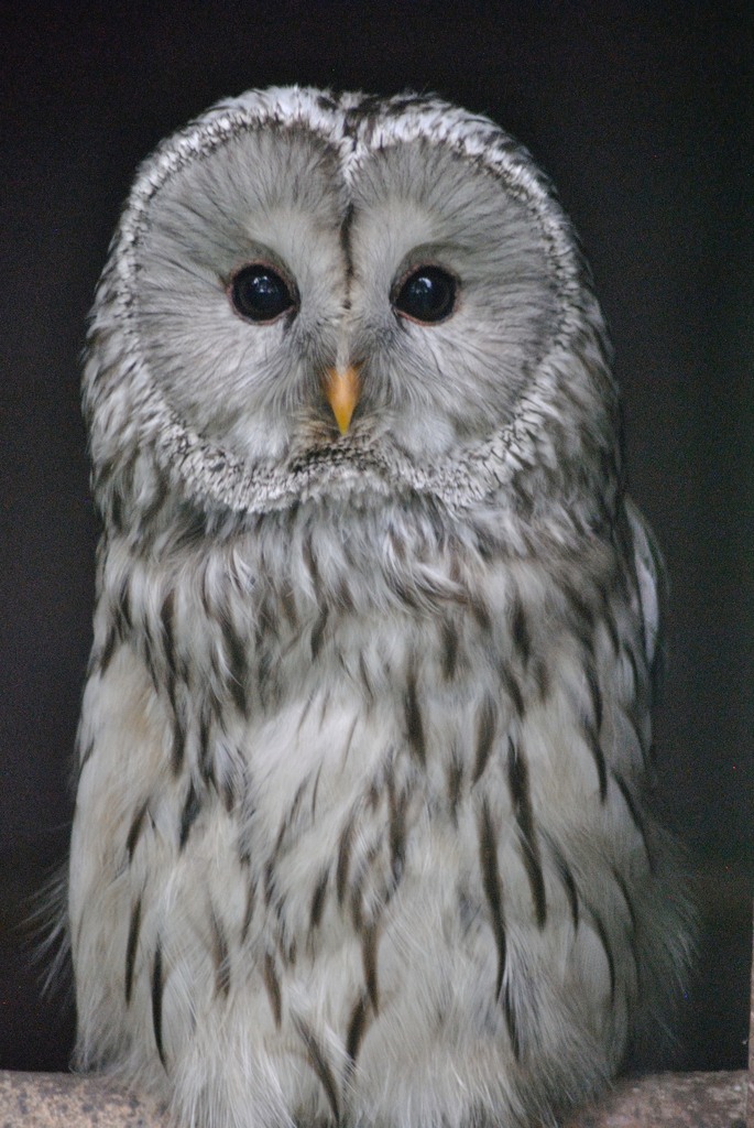Ural owl