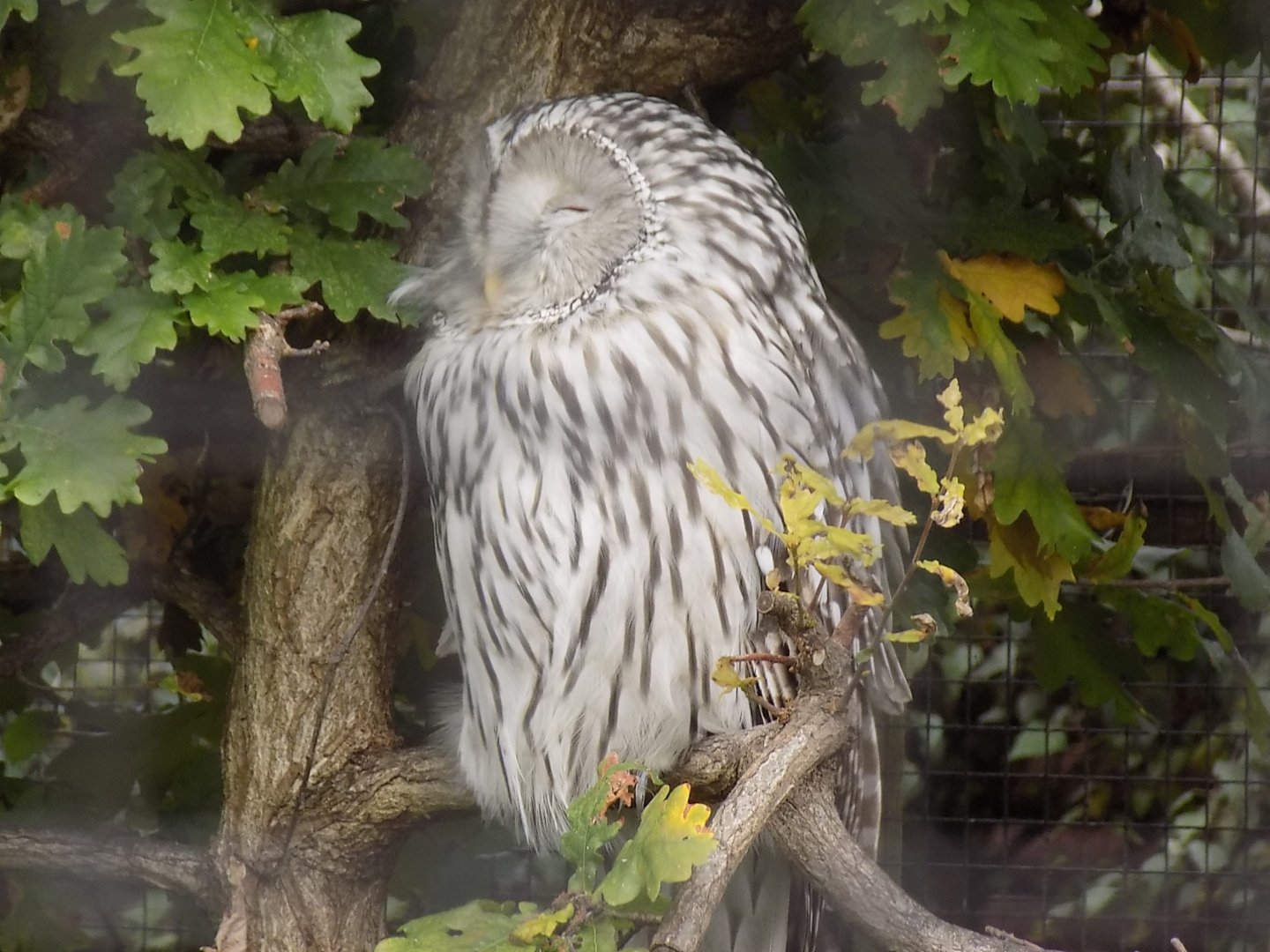 Ural Owl