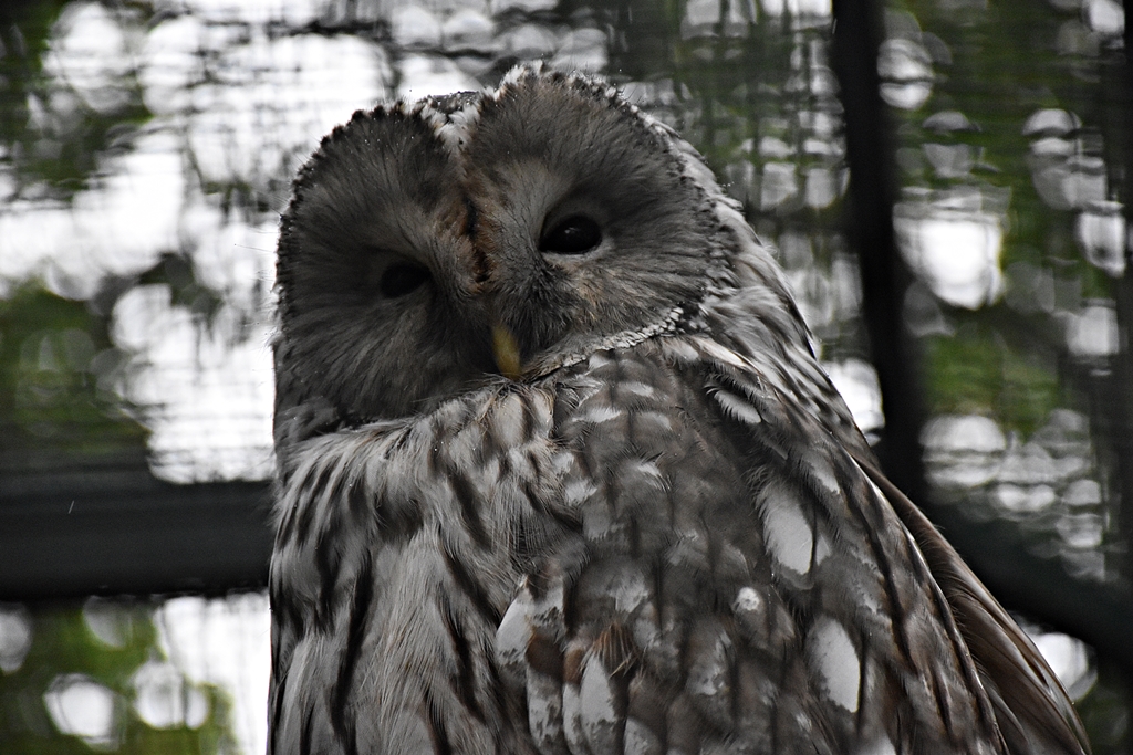 Ural owl