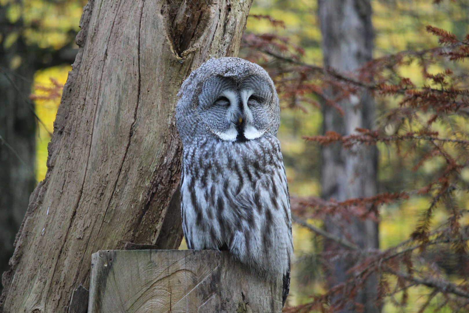 Ural owl