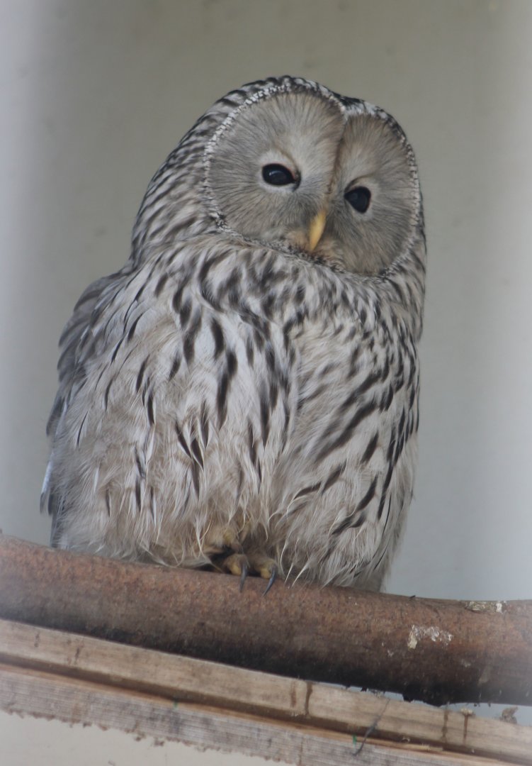 Ural owl