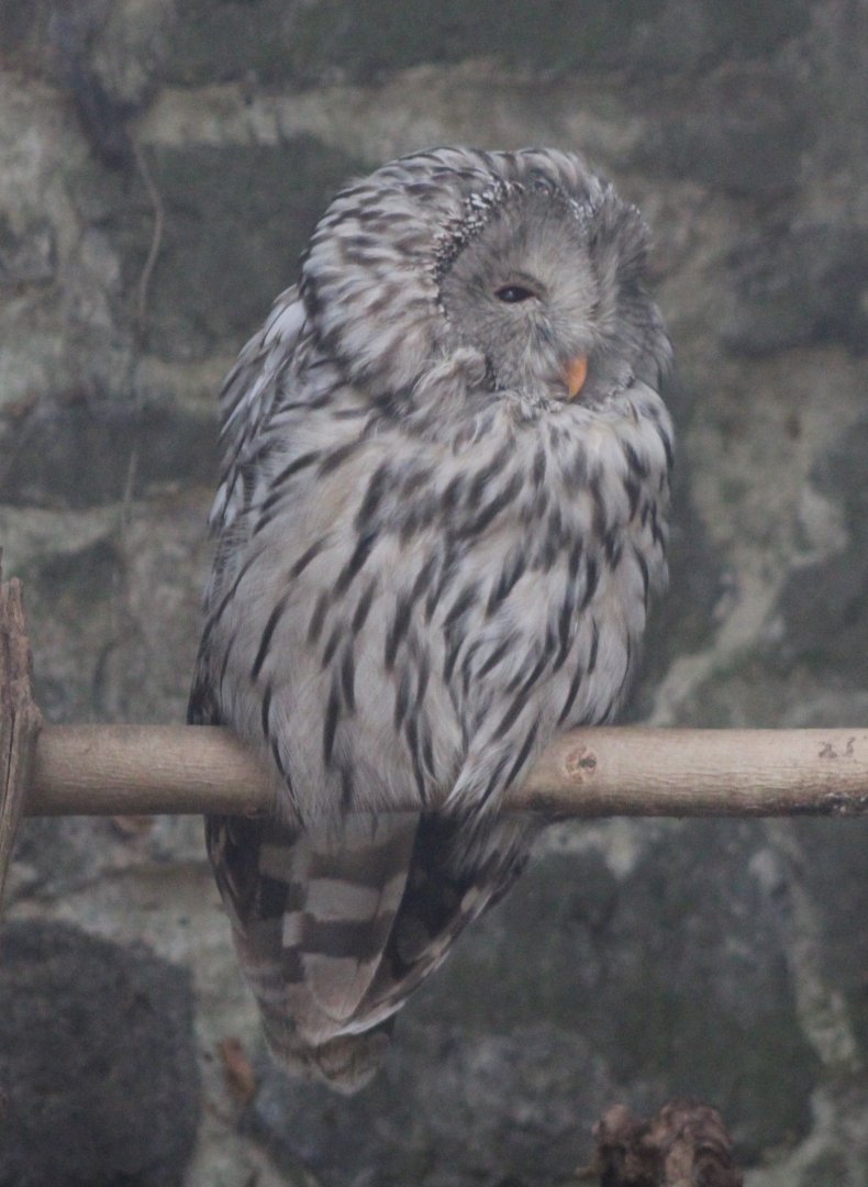 Ural owl