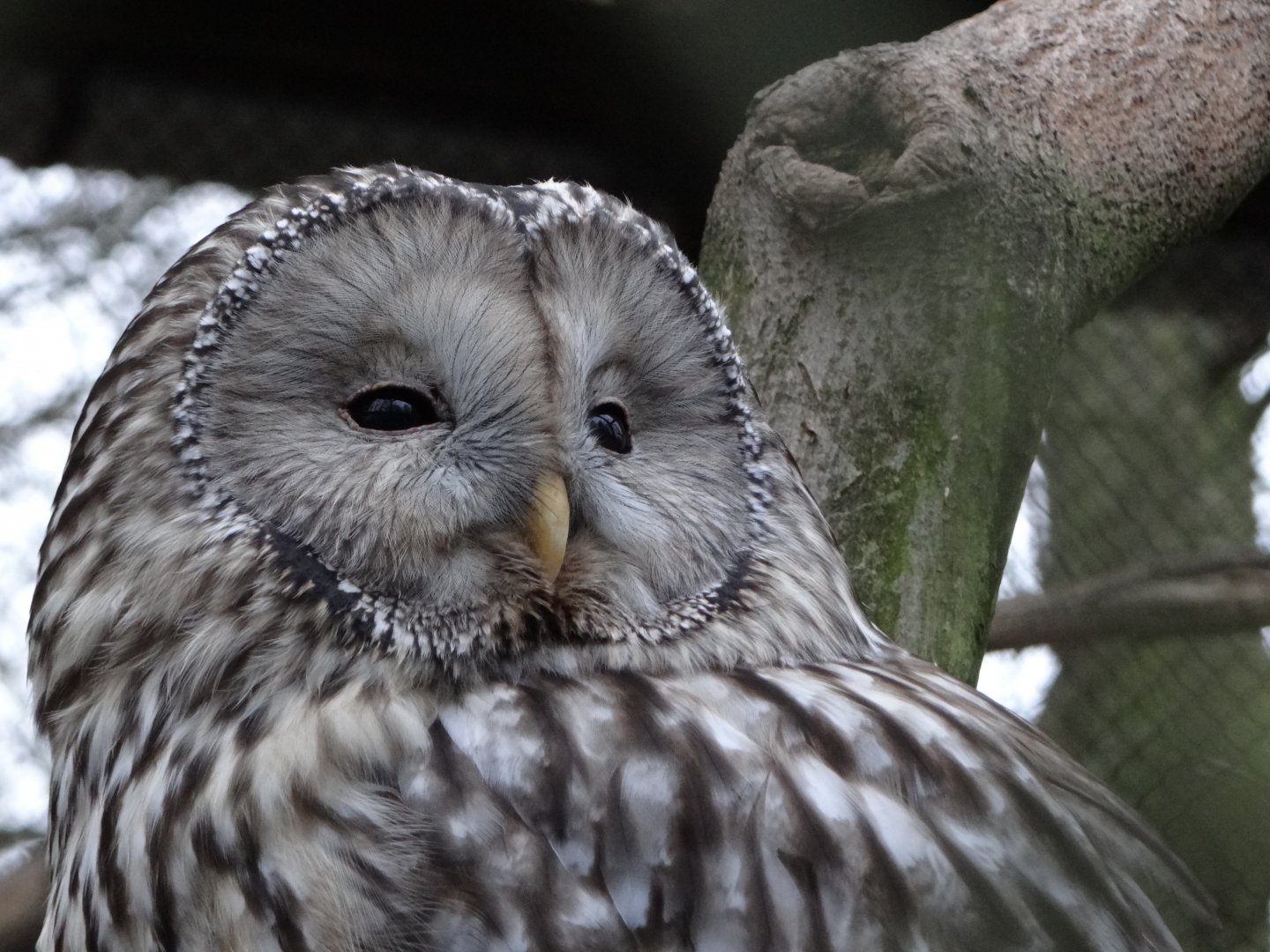 Ural Owl