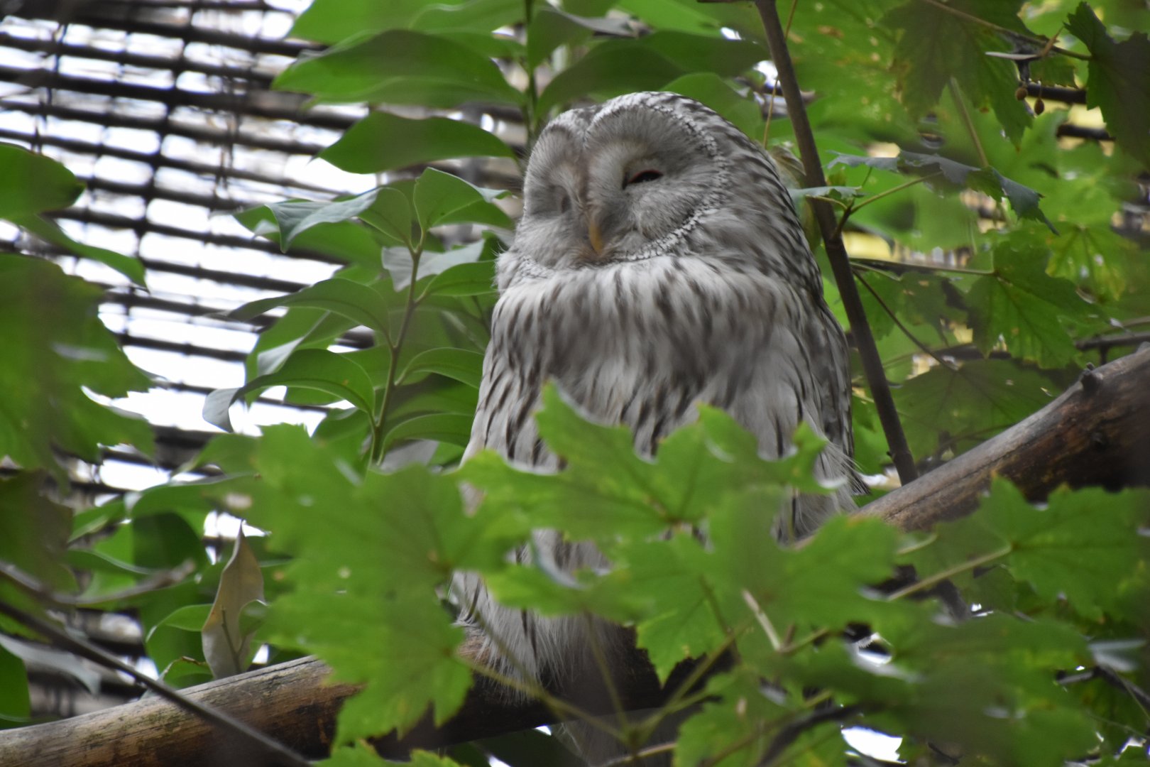 Ural owl