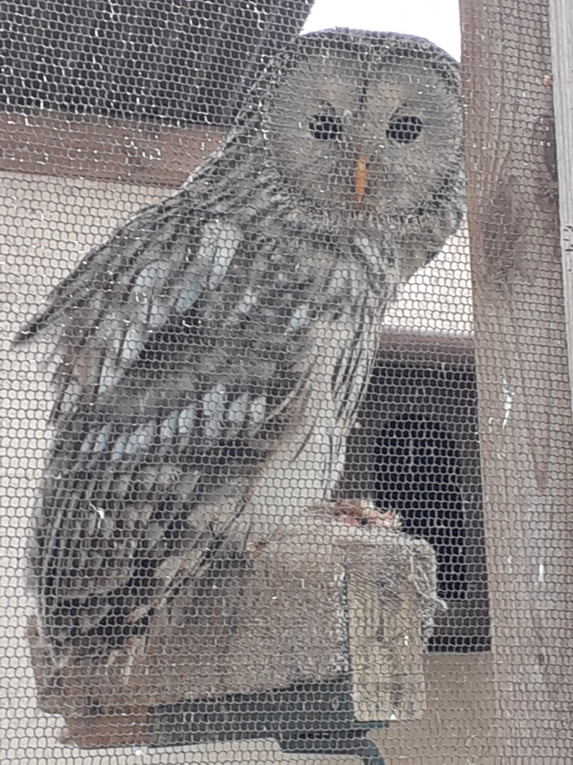 Ural owl