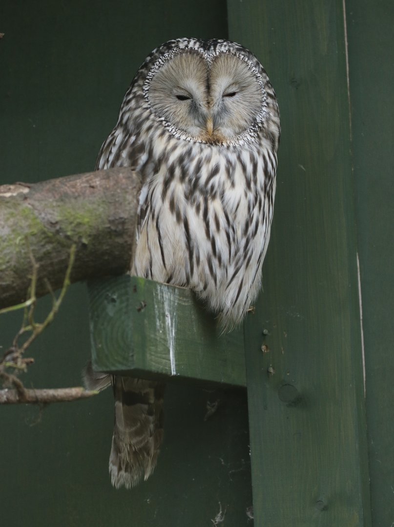 Ural Owl