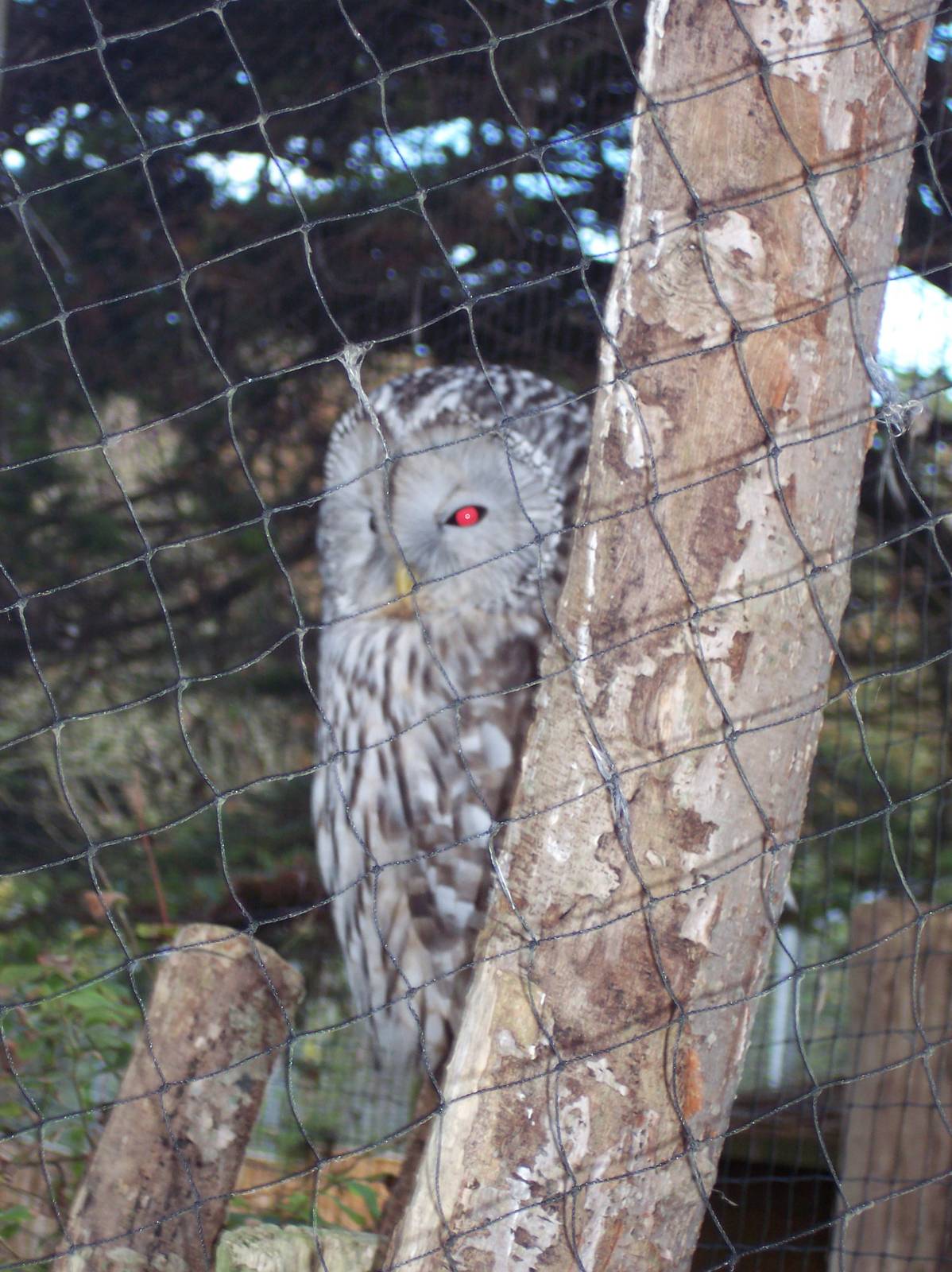 Ural Owl