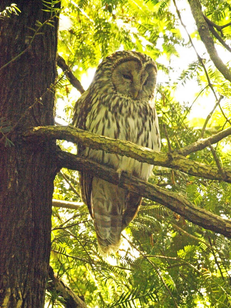 Ural owl