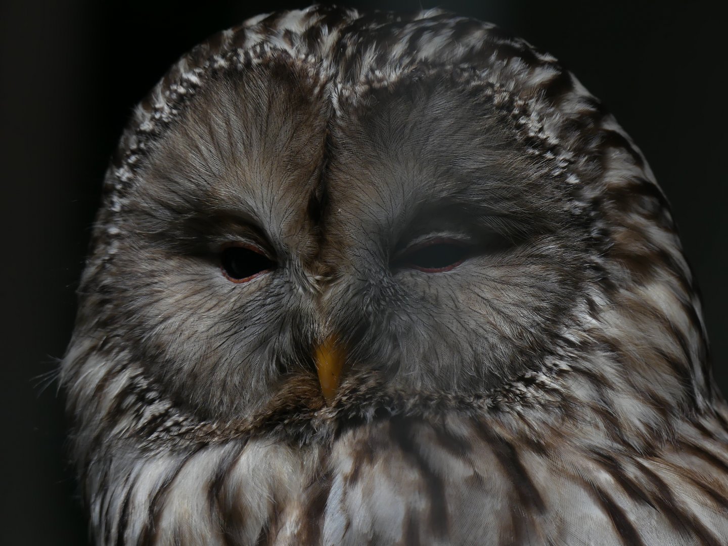 Ural Owl