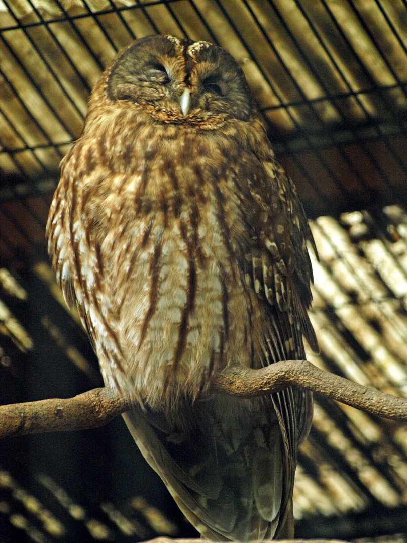 Ural owl