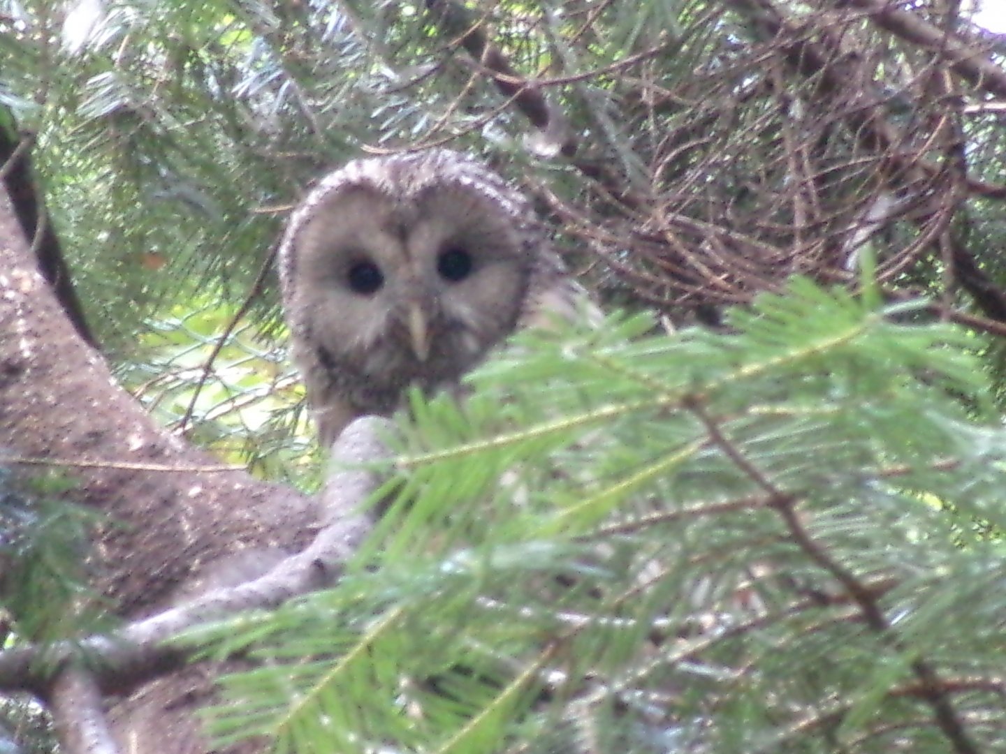 Ural owl