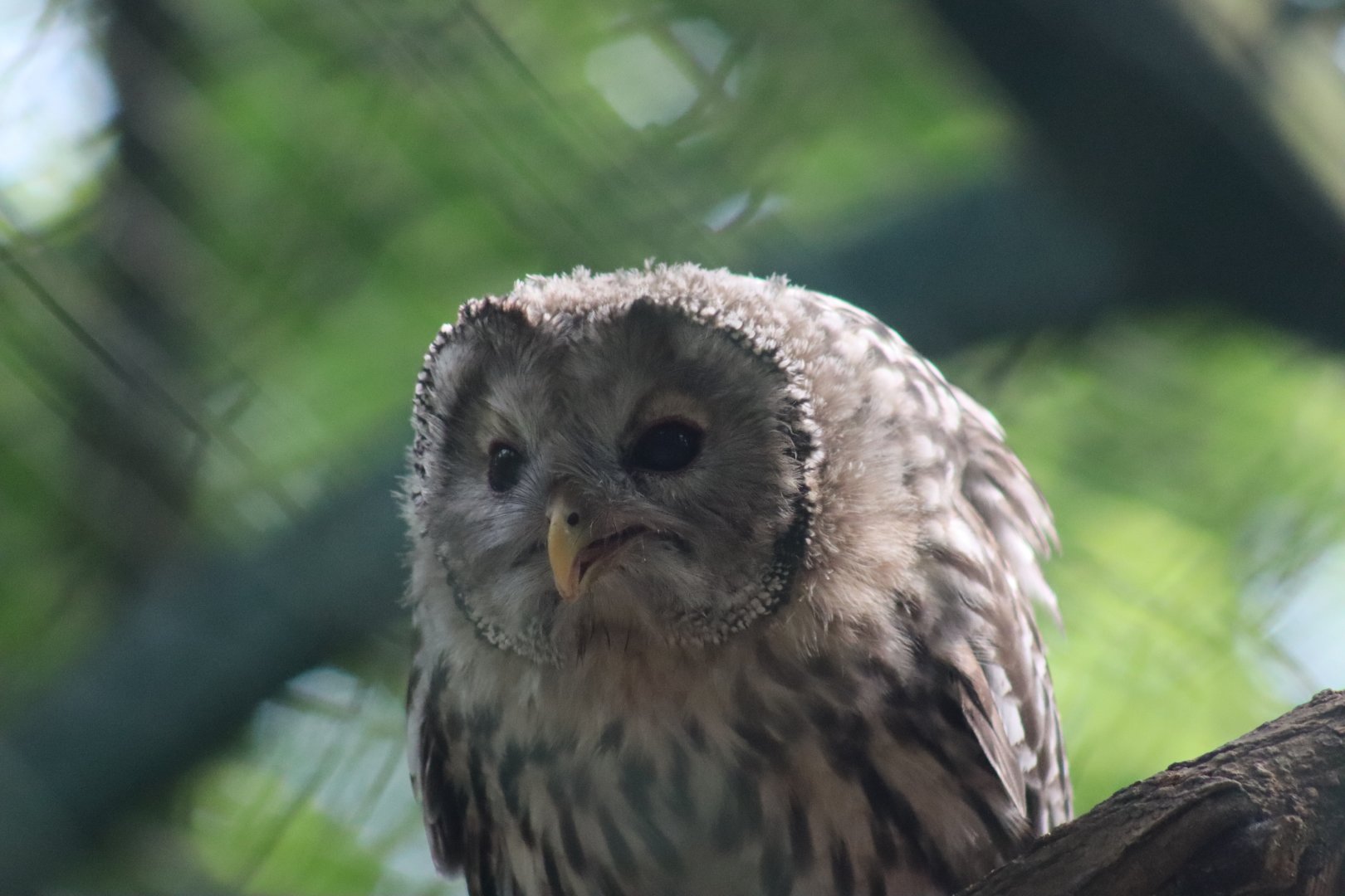 Ural Owl