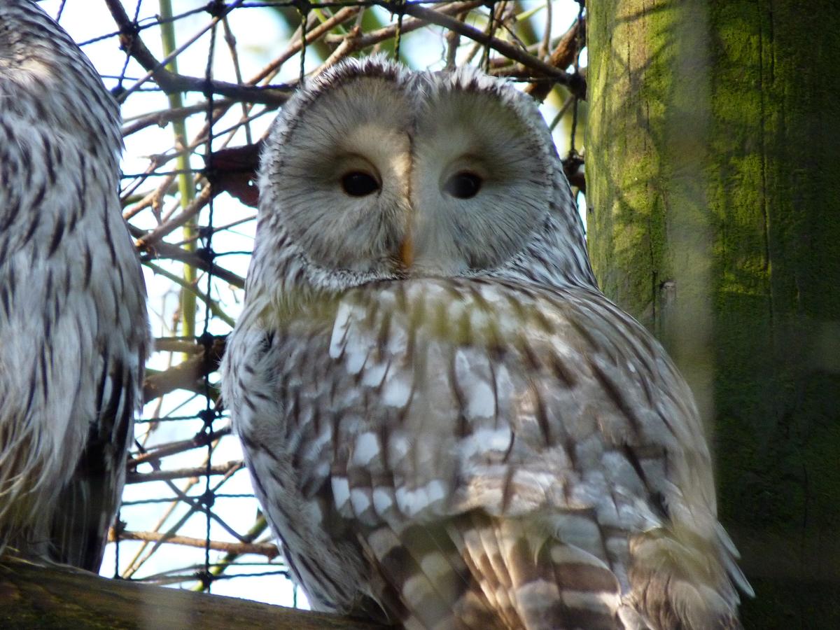 Ural Owl