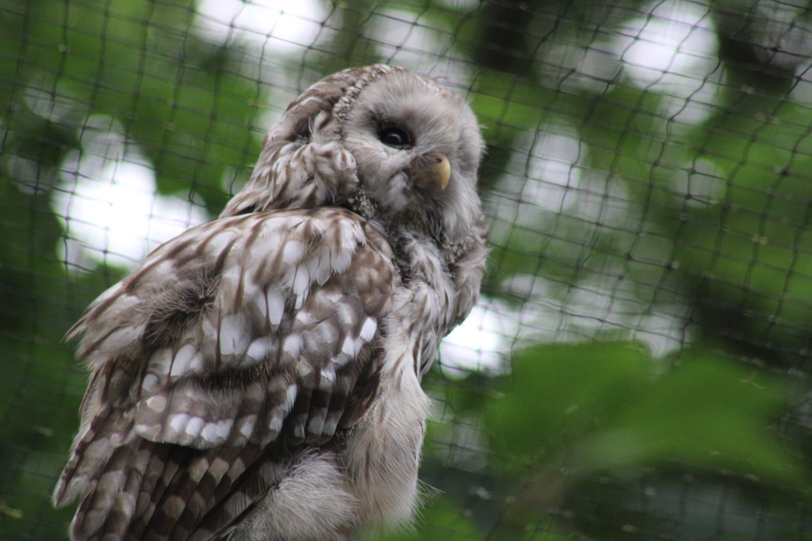 Ural Owl