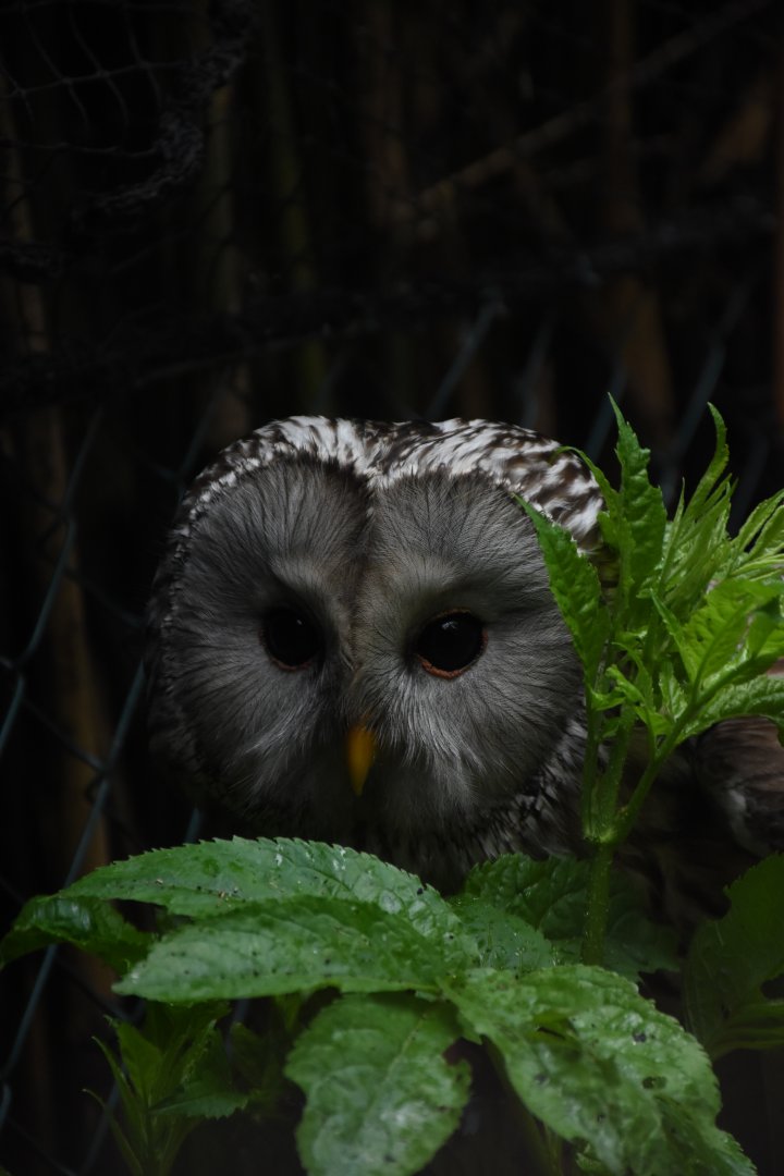 Ural owl