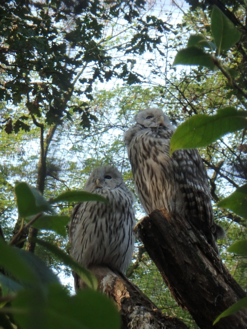 Ural owls
