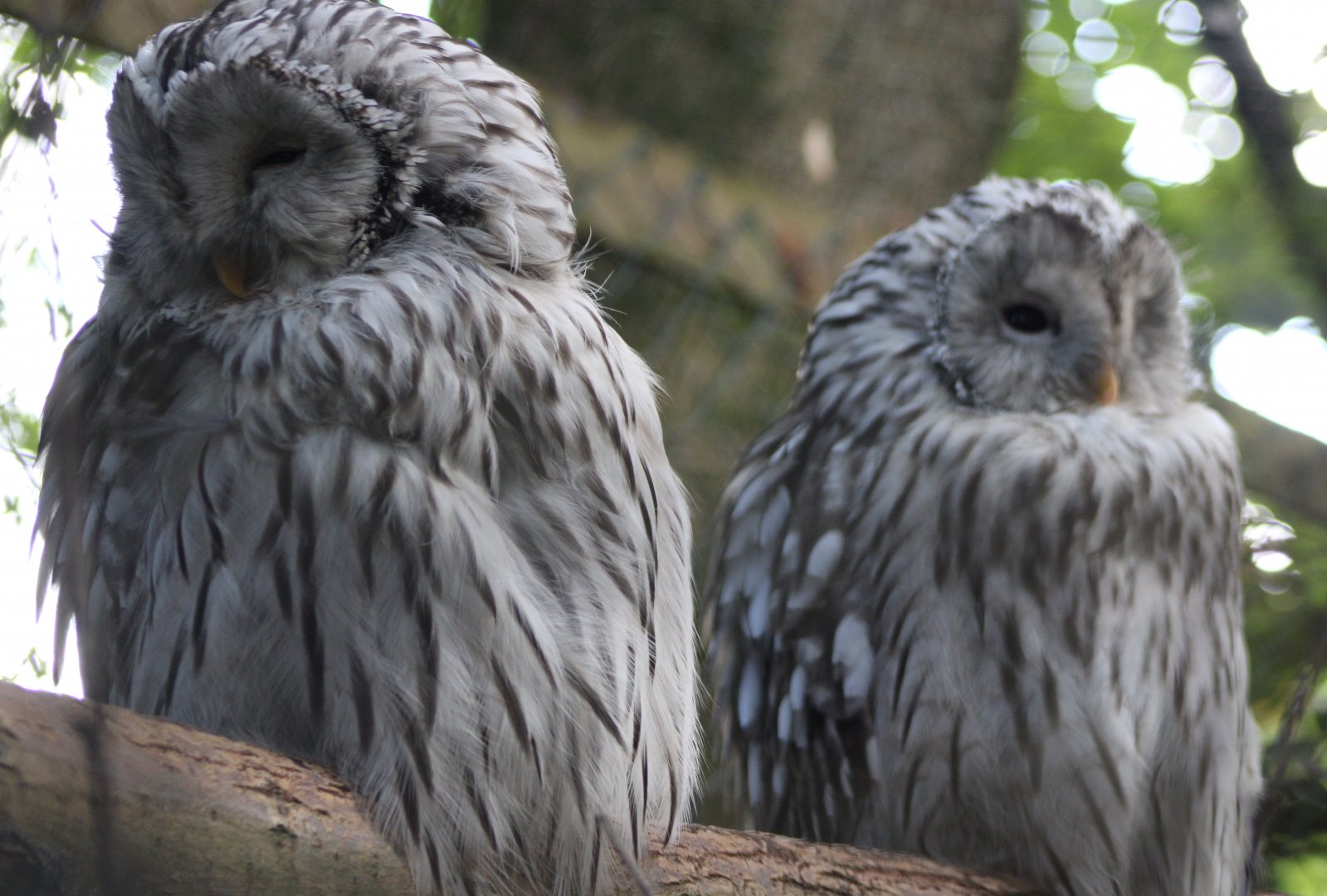 Ural owls