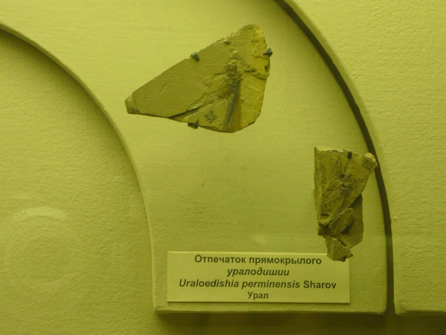 Uraloedishia perminensis