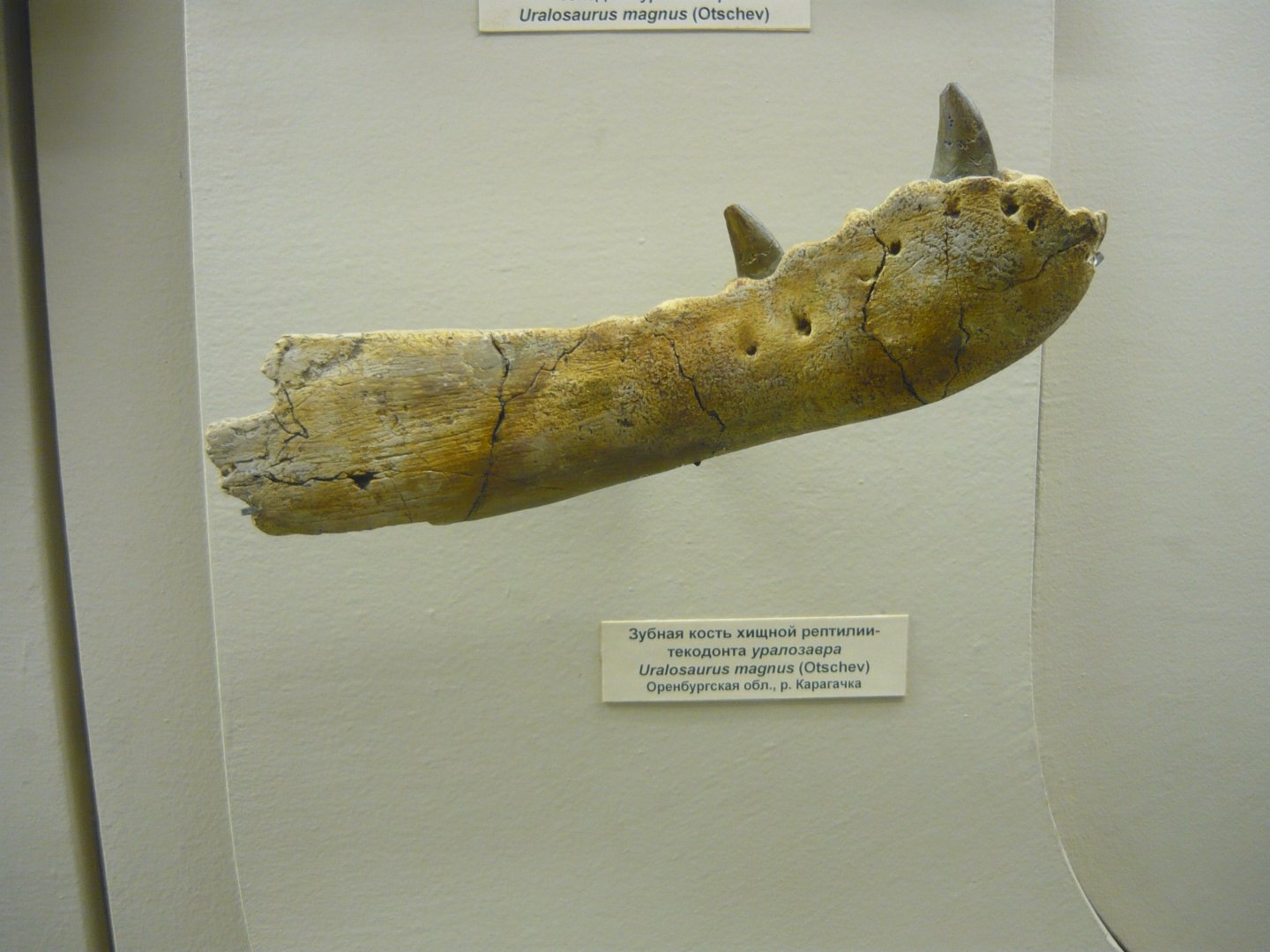 Uralosuchus magnus dentary bone