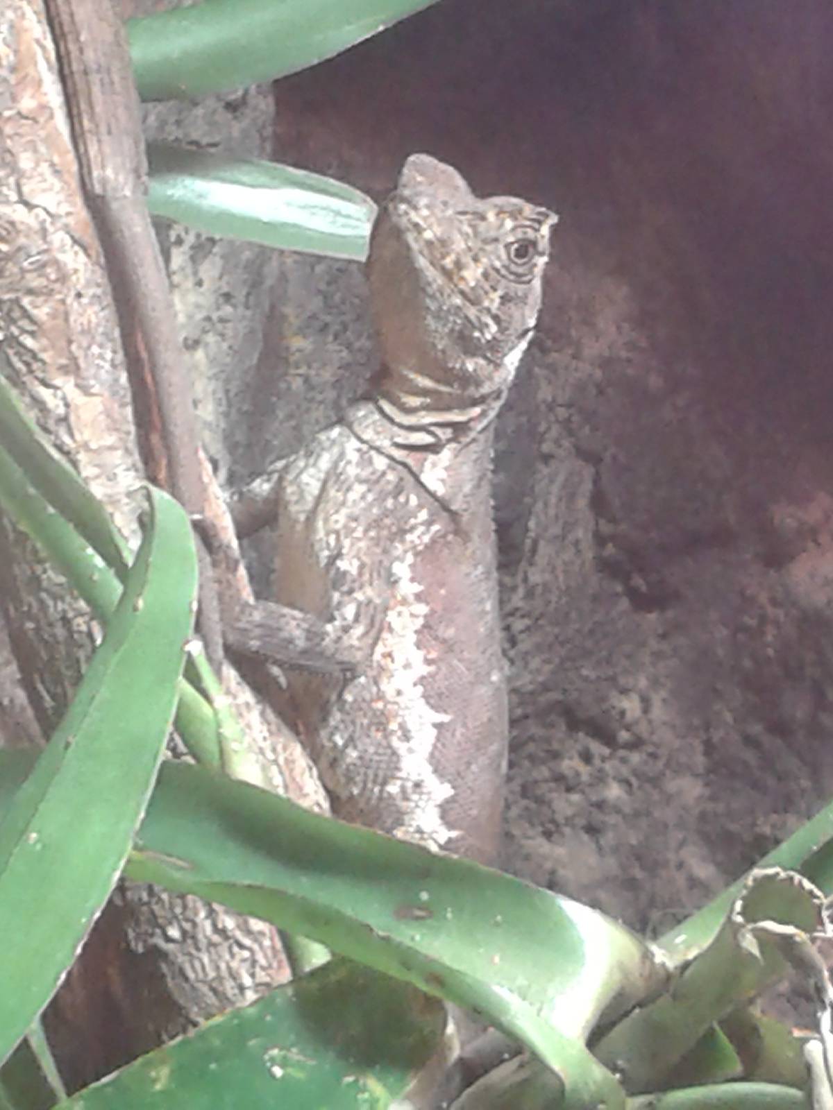 Uranoscodon superciliosus