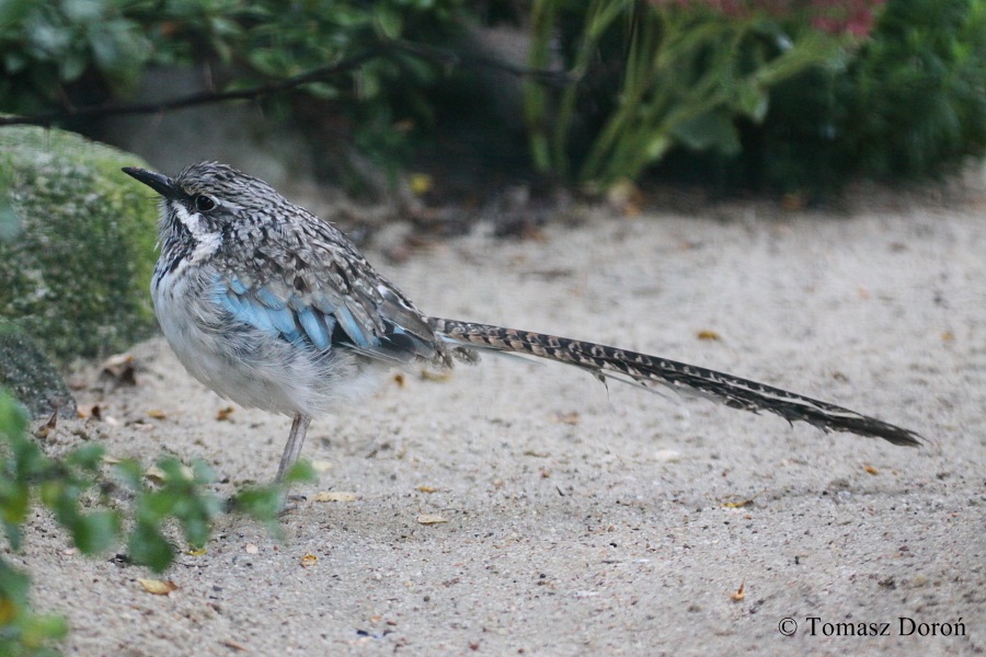 Uratelornis chimaera.