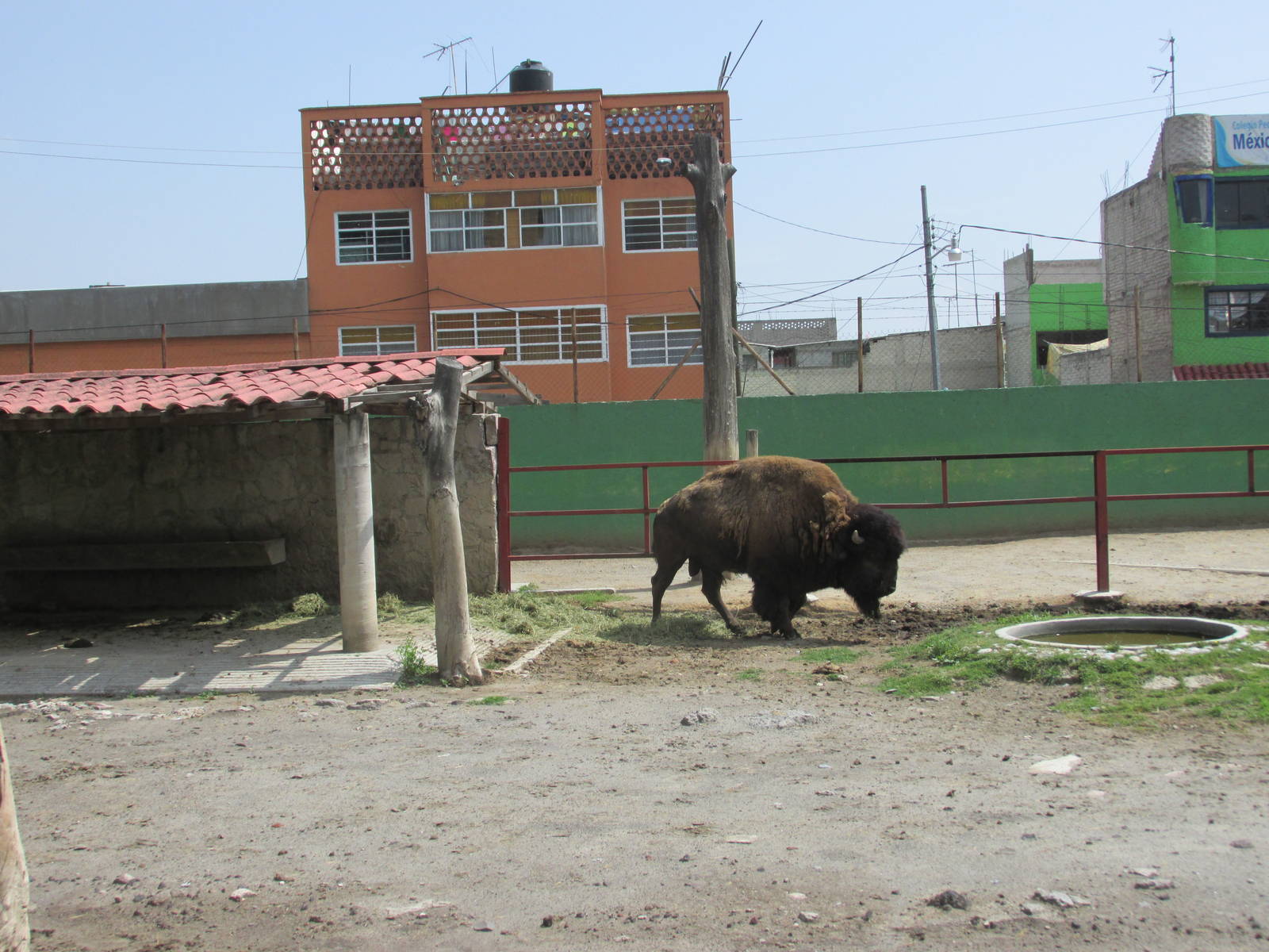 urban bison neza zoo