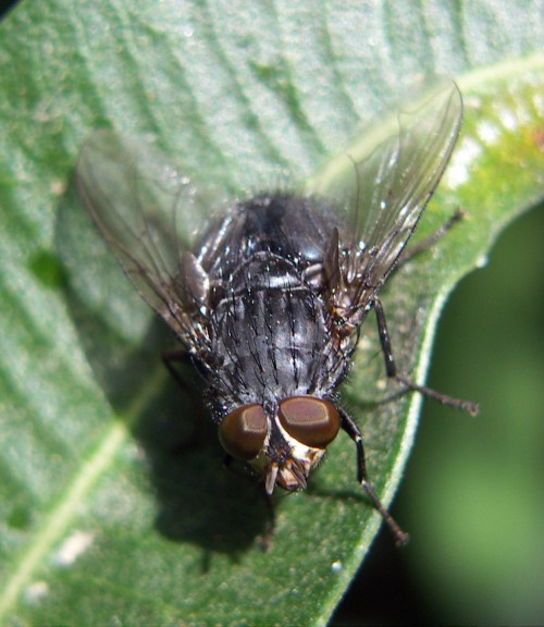 Urban Bluebottle Blowfly (Calliphora vicina)