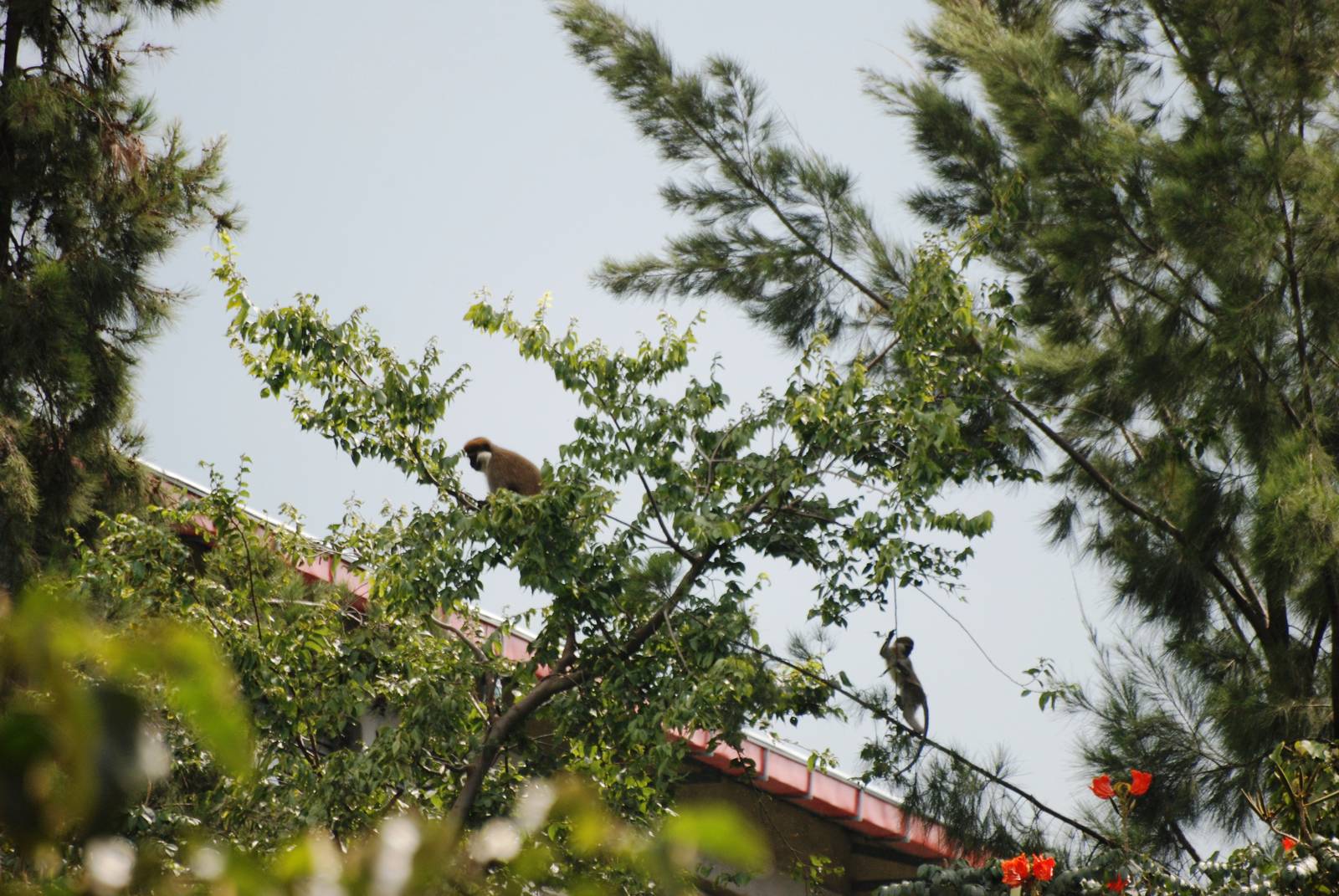 Urban Grivets at Shashemene, 14/10/14