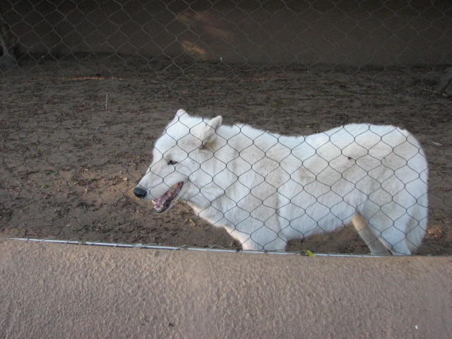 Urban Jungle - Arctic Wolf