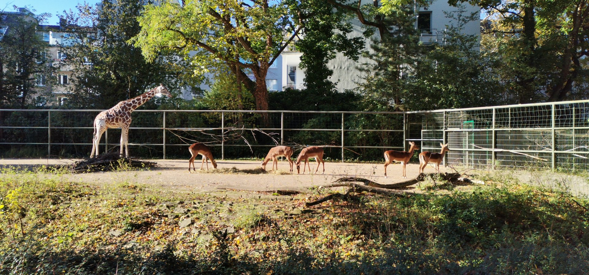 "Urban Jungle" at Cologne,  Reticulated Giraffe/Common Impala