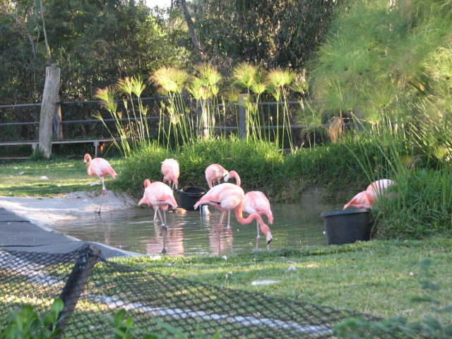 Urban Jungle - Caribbean Flamingo