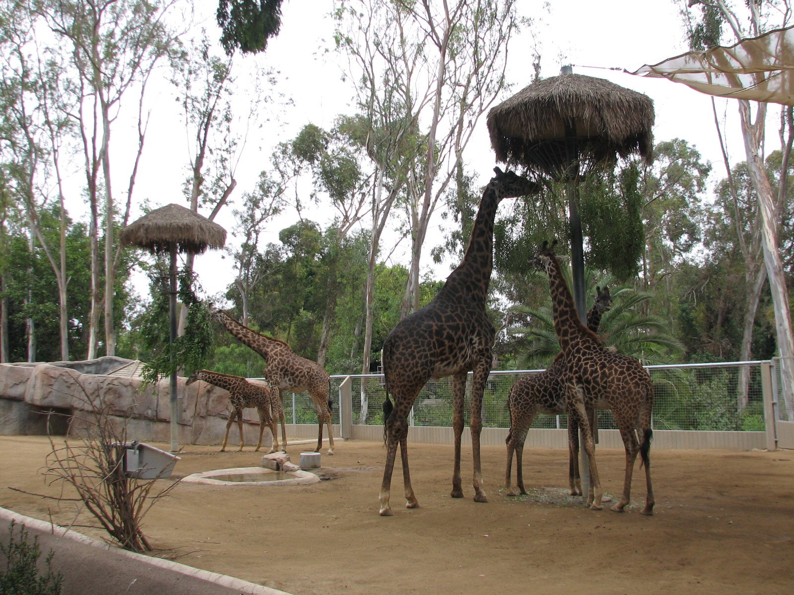 Urban Jungle - Giraffe and Soemmerrings Gazelle Exhibit