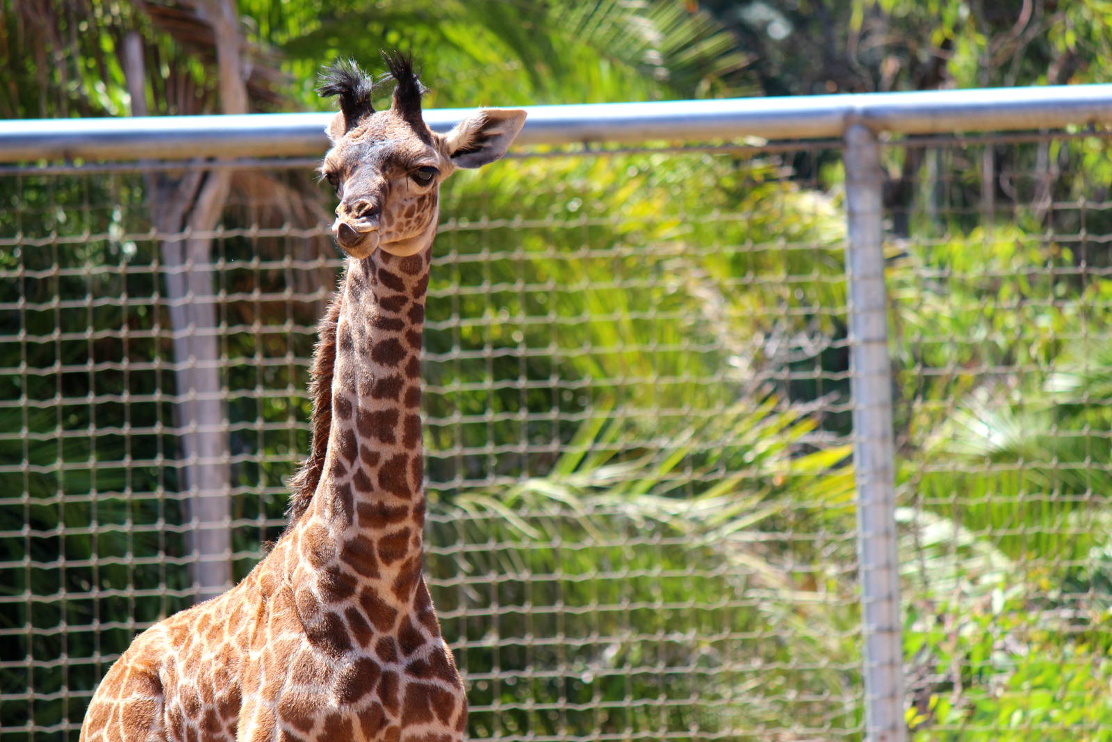Urban Jungle - Masai Giraffe Calf