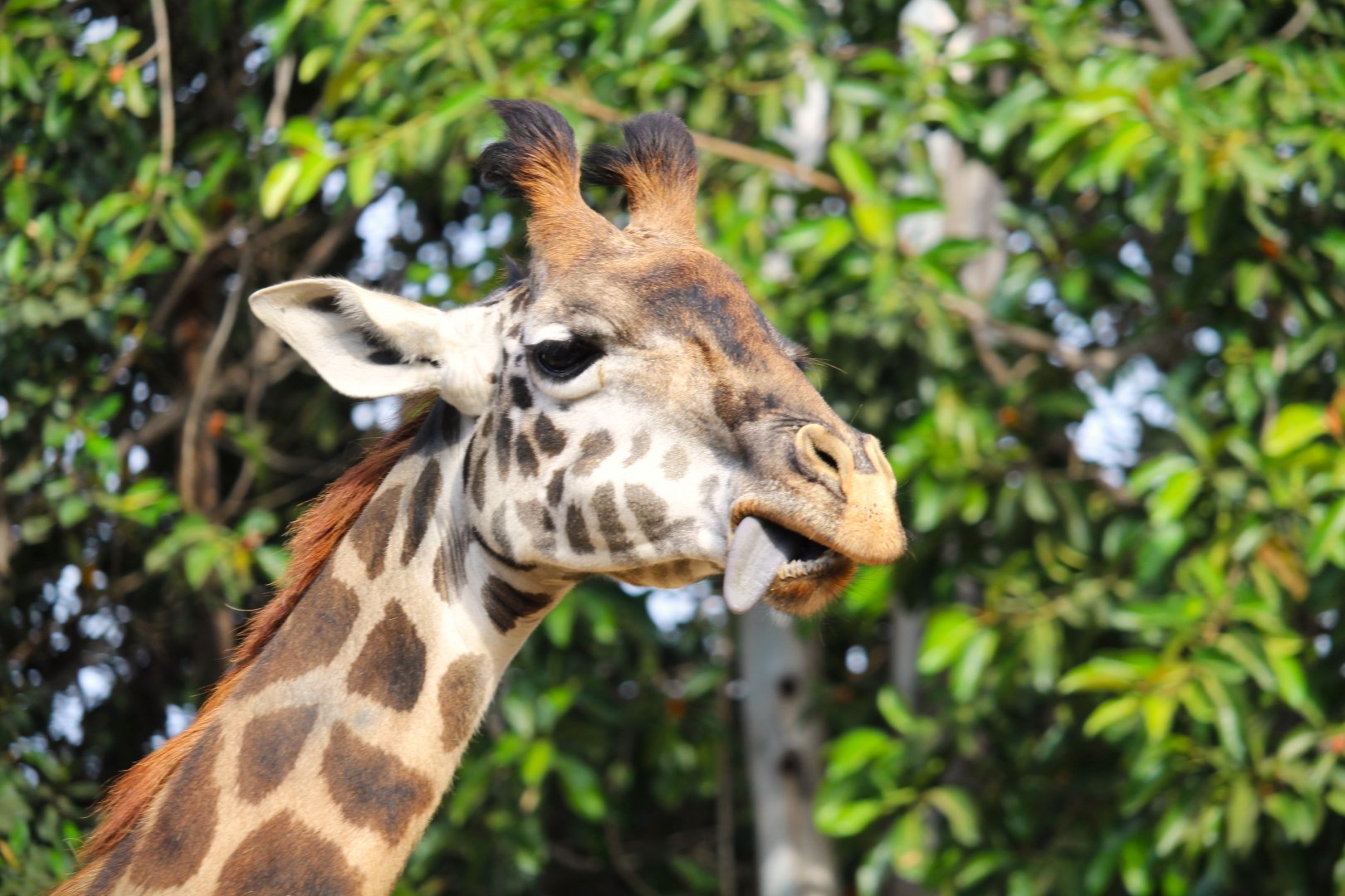 Urban Jungle - Masai Giraffe