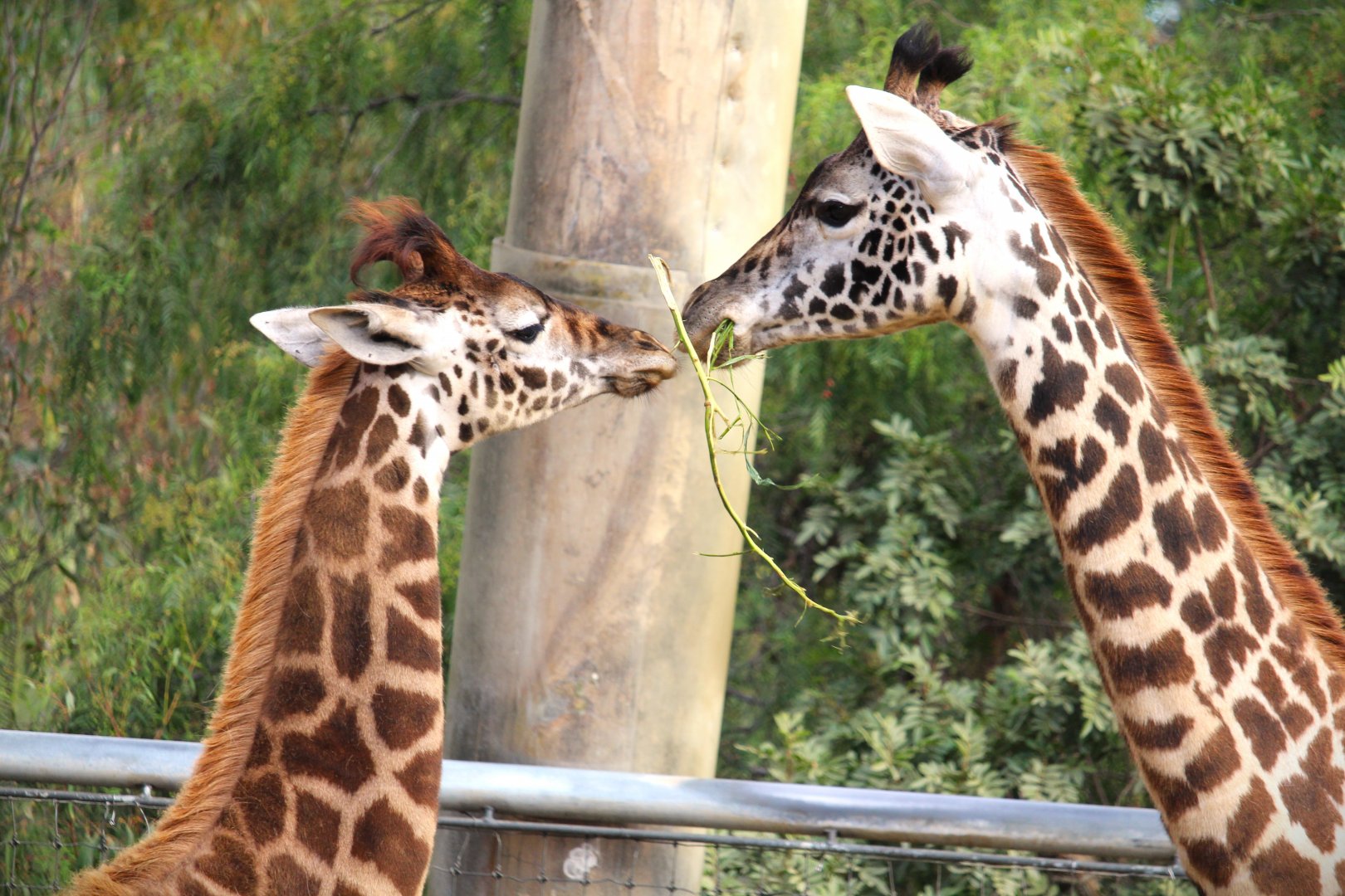 Urban Jungle - Masai Giraffes