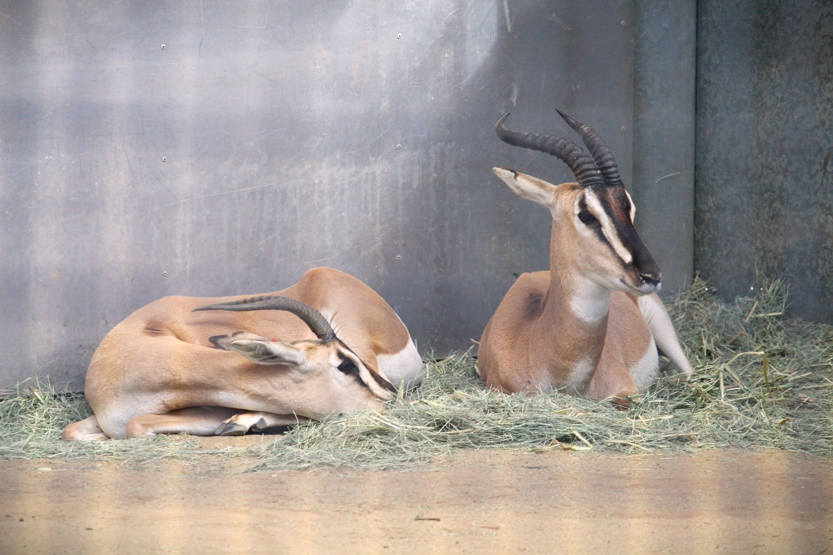 Urban Jungle - Soemmerring's Gazelles